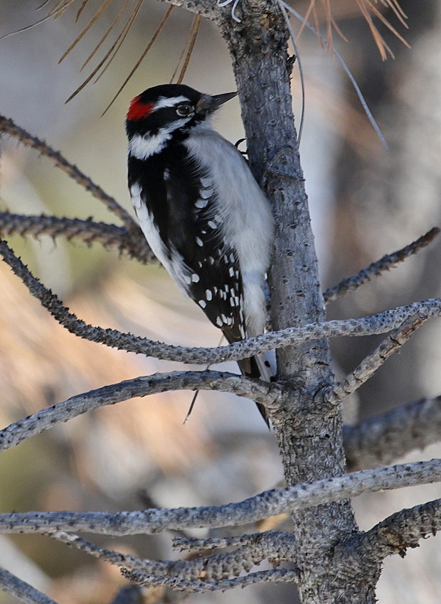 Downy Woodpecker (Rocky Mts.) - ML23429671