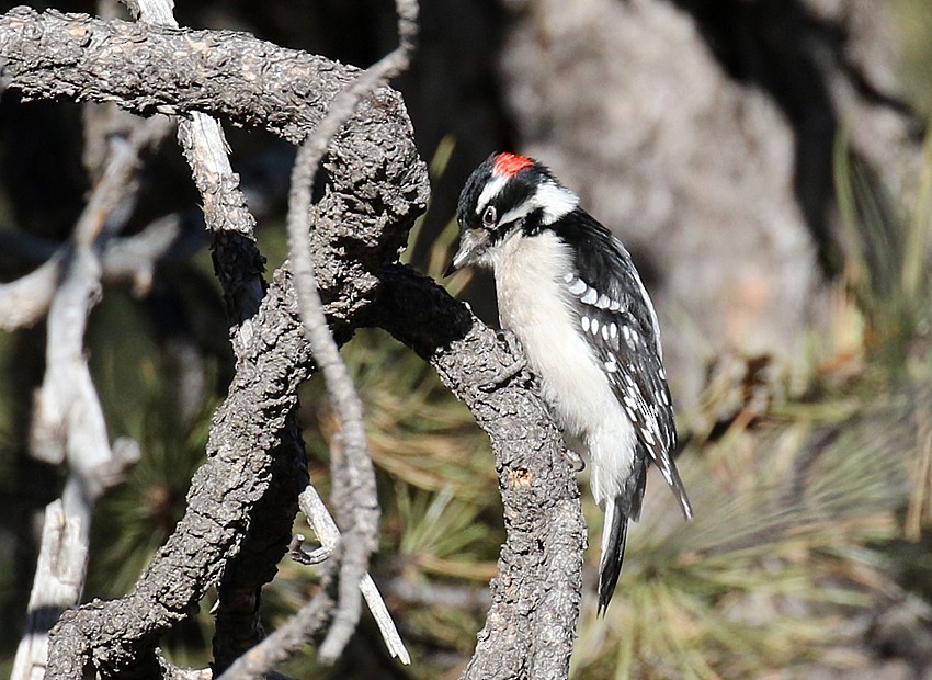 Downy Woodpecker (Rocky Mts.) - ML23429681