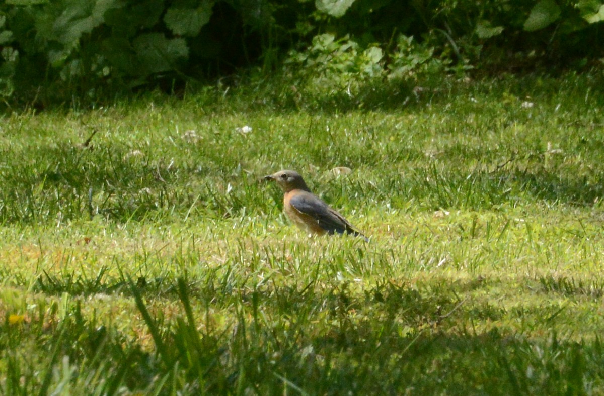 Eastern Bluebird - Bill Telfair