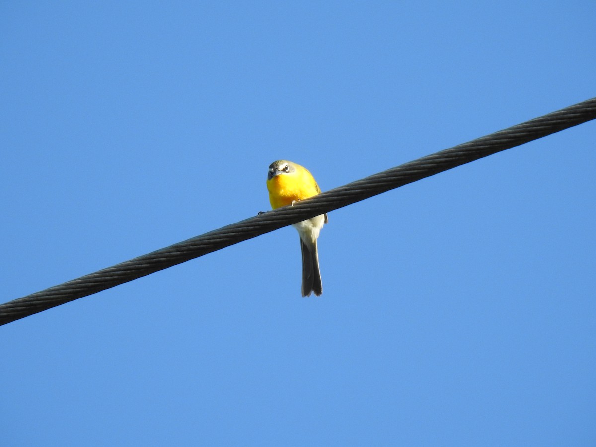 Yellow-breasted Chat - ML234296911