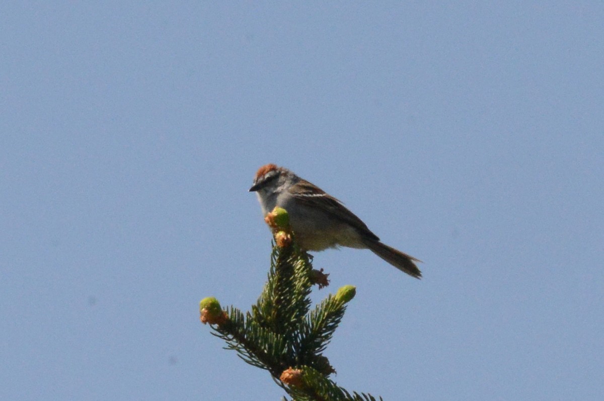 Chipping Sparrow - Bill Telfair