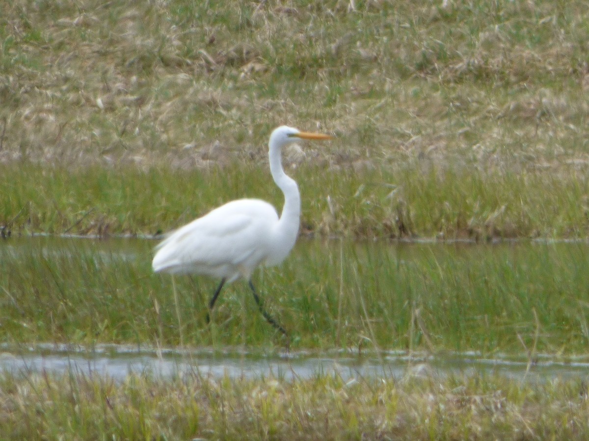 Great Egret - ML234297051