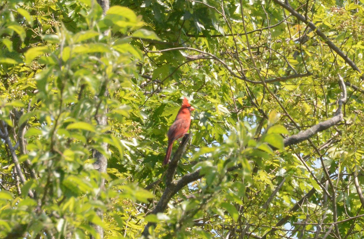 Northern Cardinal - Bill Telfair