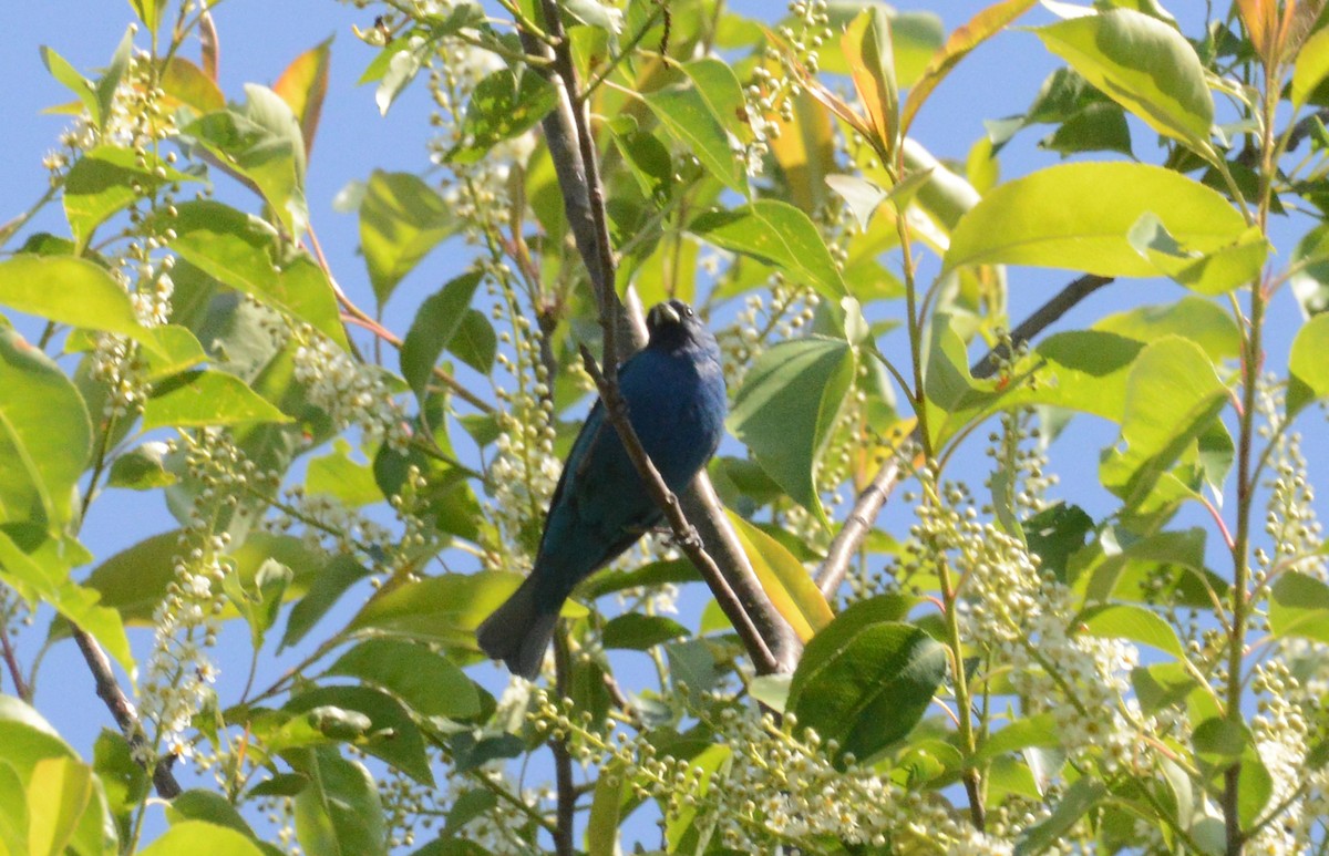 Passerin indigo - ML234297681