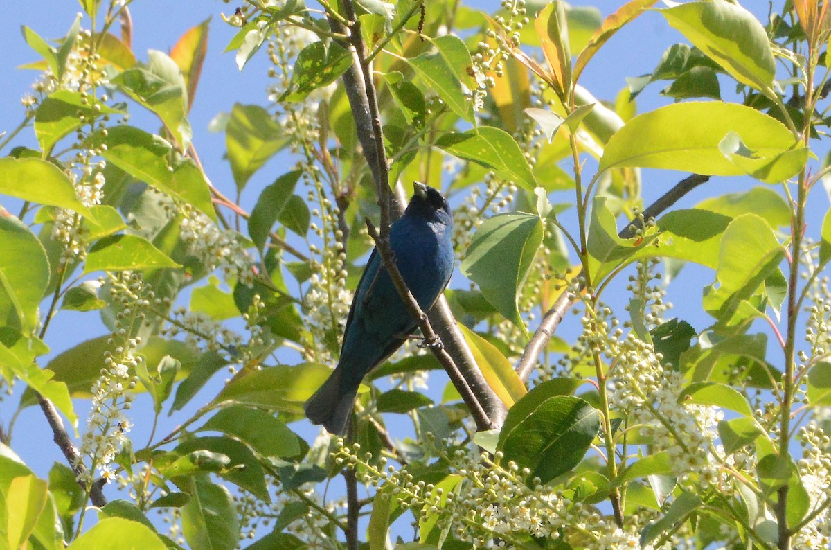 Indigo Bunting - Bill Telfair