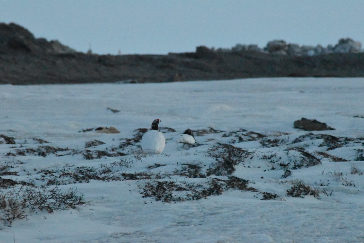 Willow Ptarmigan - ML234297711