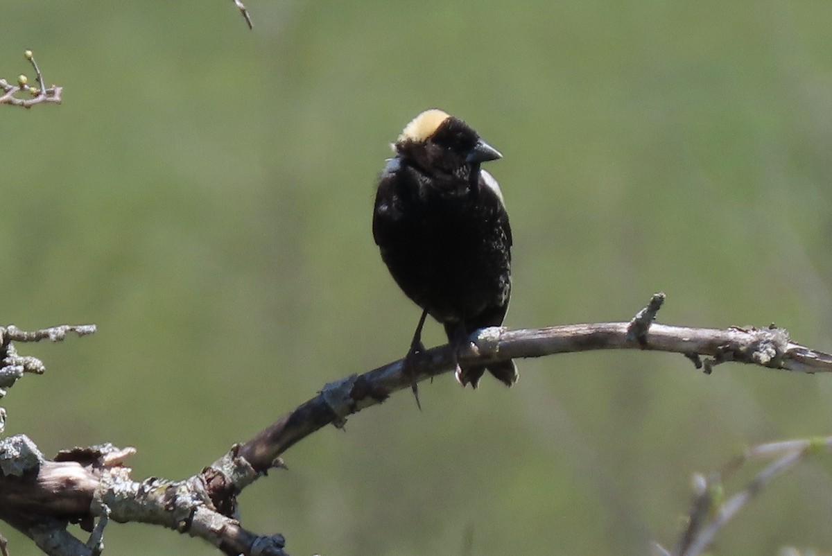 Bobolink - John Marshall