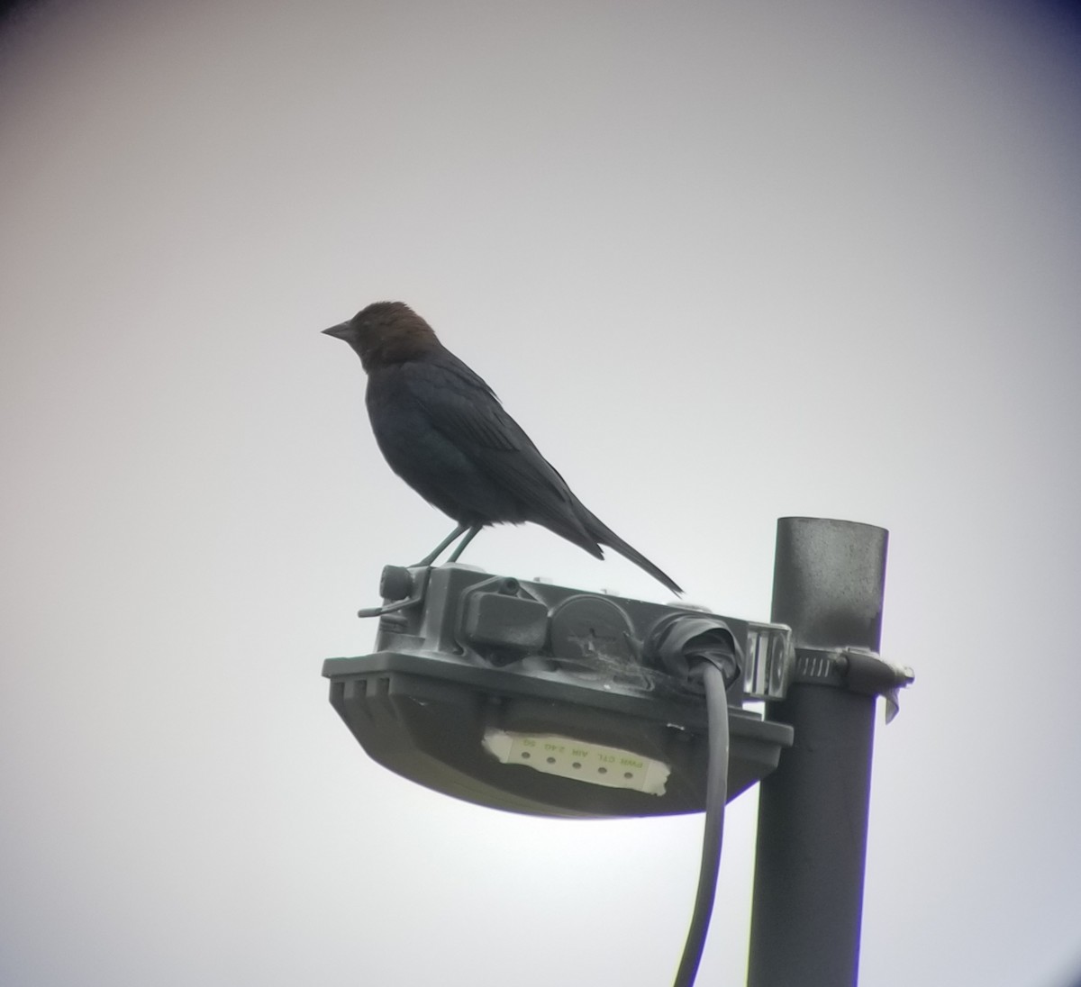 Brown-headed Cowbird - ML234298421