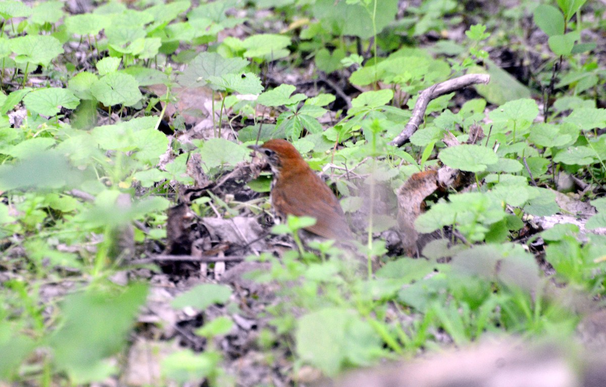 Wood Thrush - ML234298881