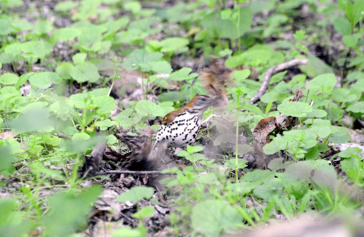 Wood Thrush - Bill Telfair