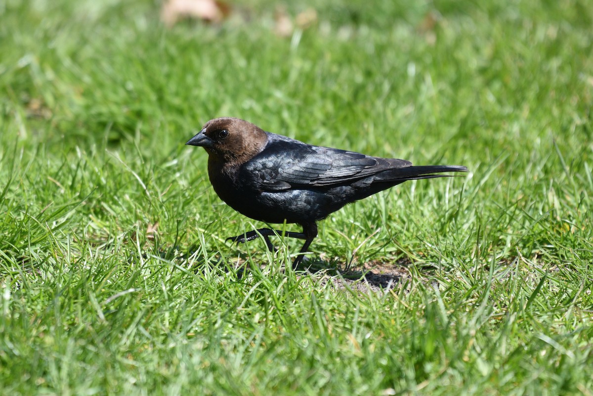 Brown-headed Cowbird - ML234299171