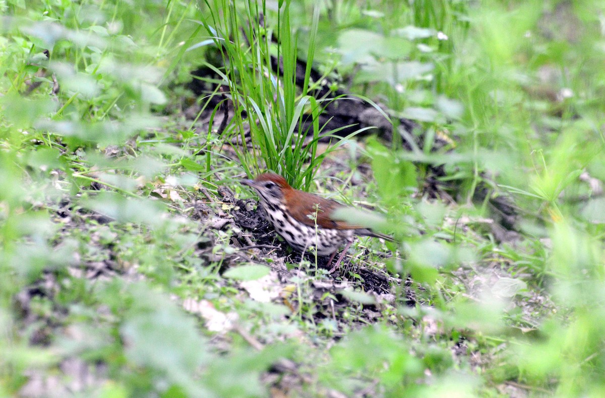 Wood Thrush - Bill Telfair