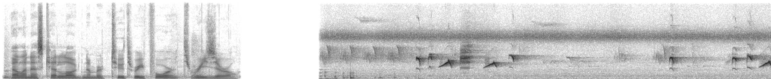 Лесной дронго (coracinus) - ML23430