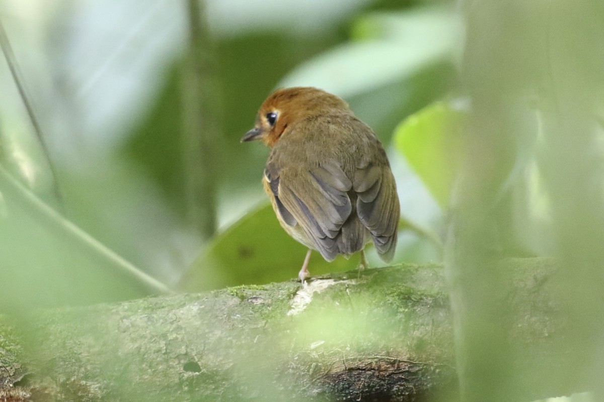 Rusty-breasted Antpitta - Knut Hansen