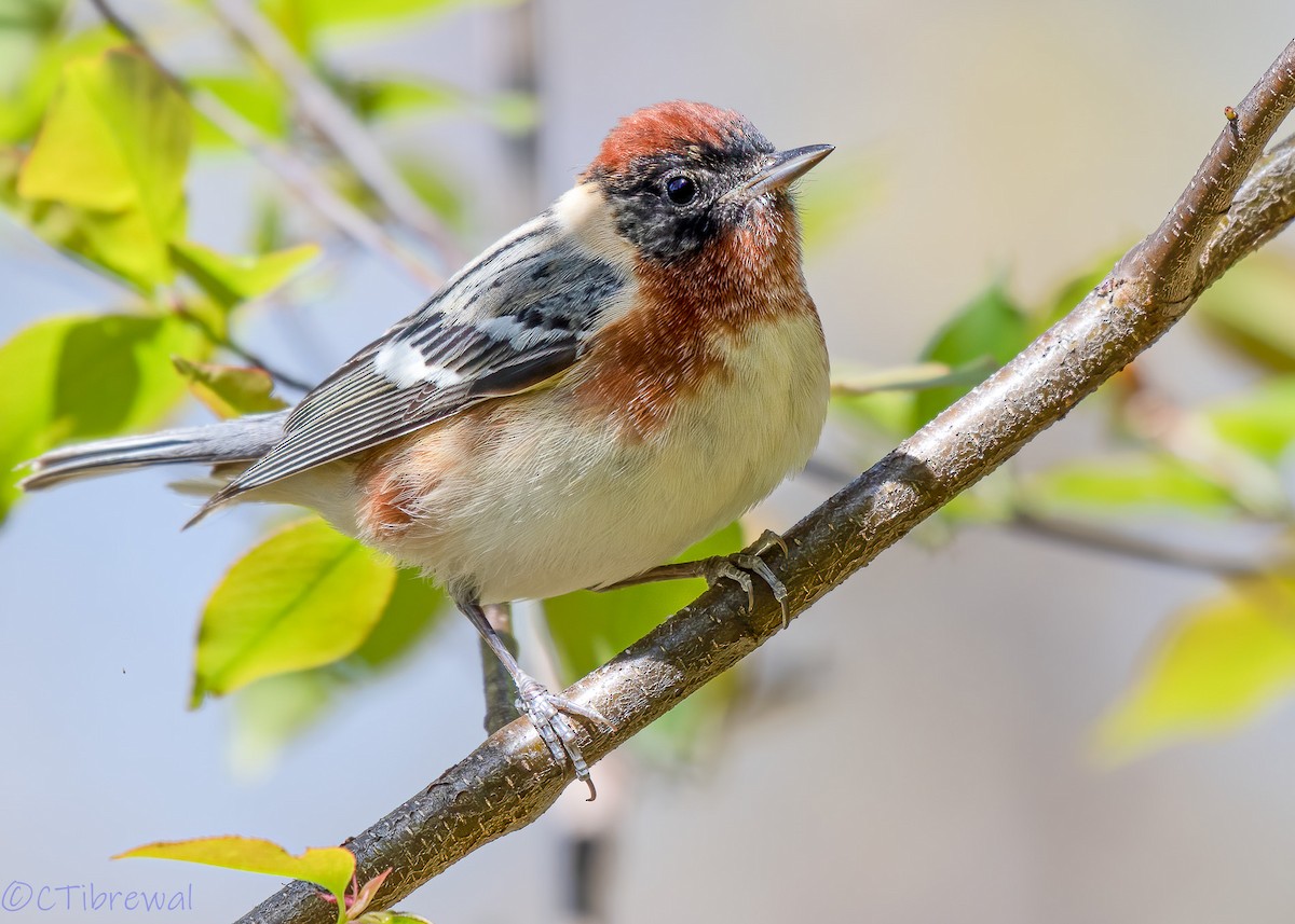 Bay-breasted Warbler - Chandra Tibrewal