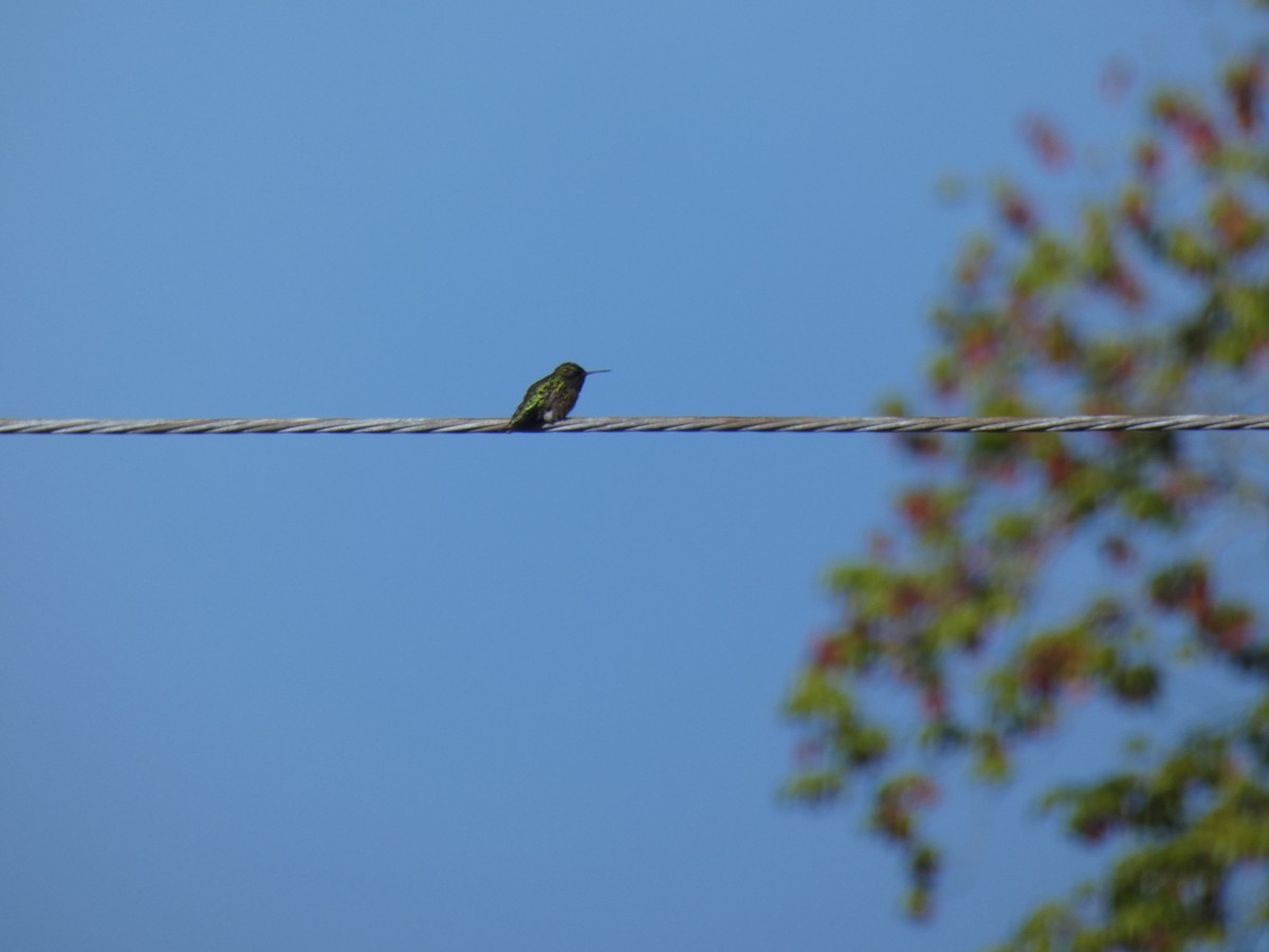 Colibri à gorge rubis - ML234303351