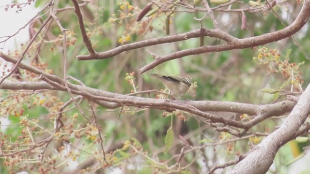 Bay-breasted Warbler - ML234303701