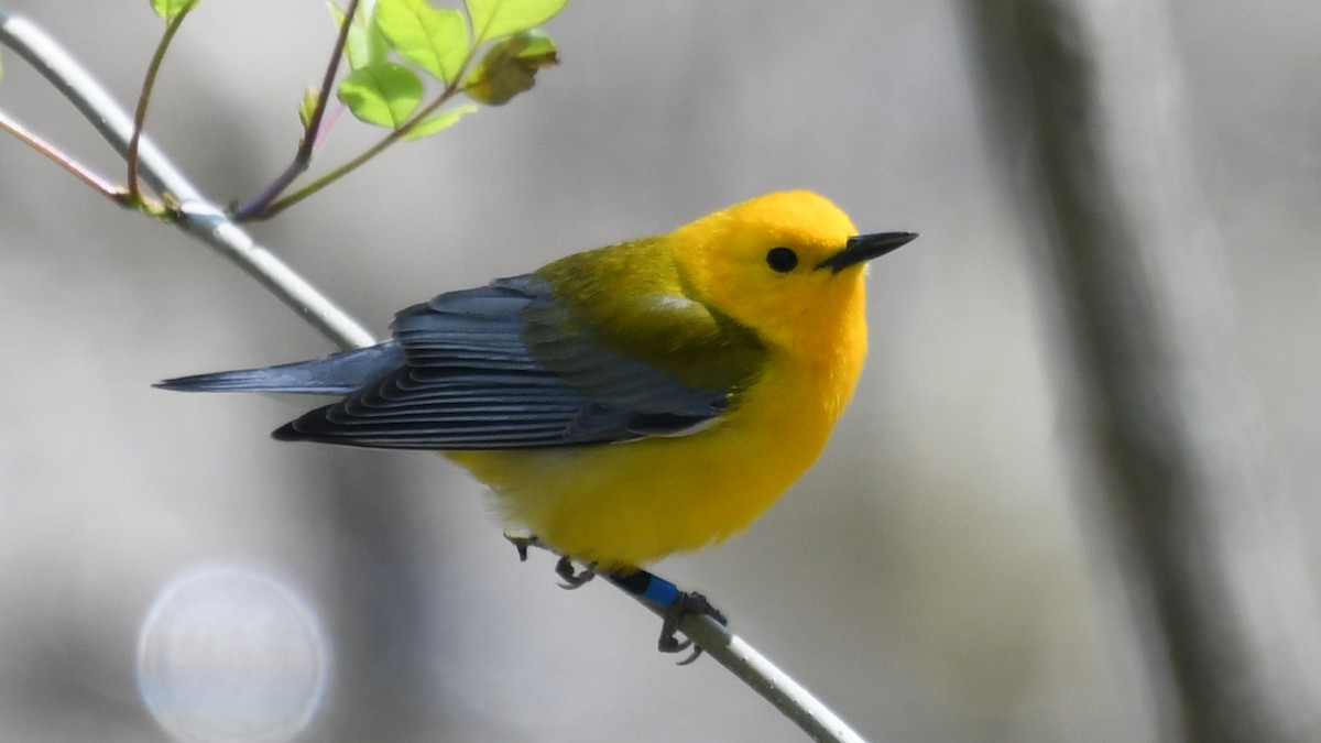 Prothonotary Warbler - ML234303761