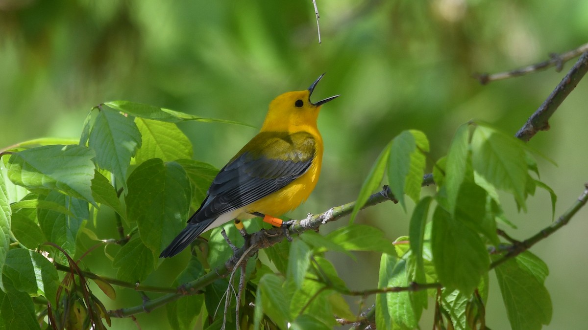 Prothonotary Warbler - ML234304001