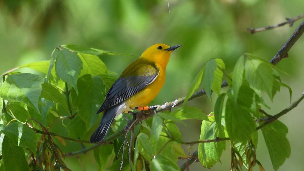 Prothonotary Warbler - ML234304341