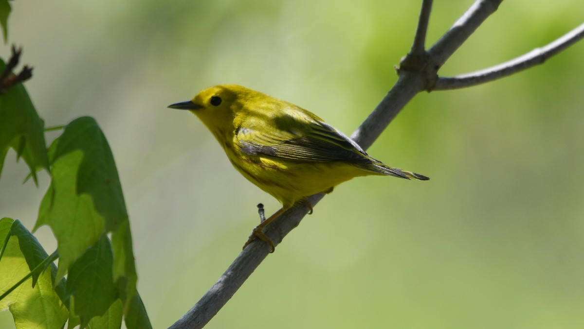 Yellow Warbler - Carl Winstead