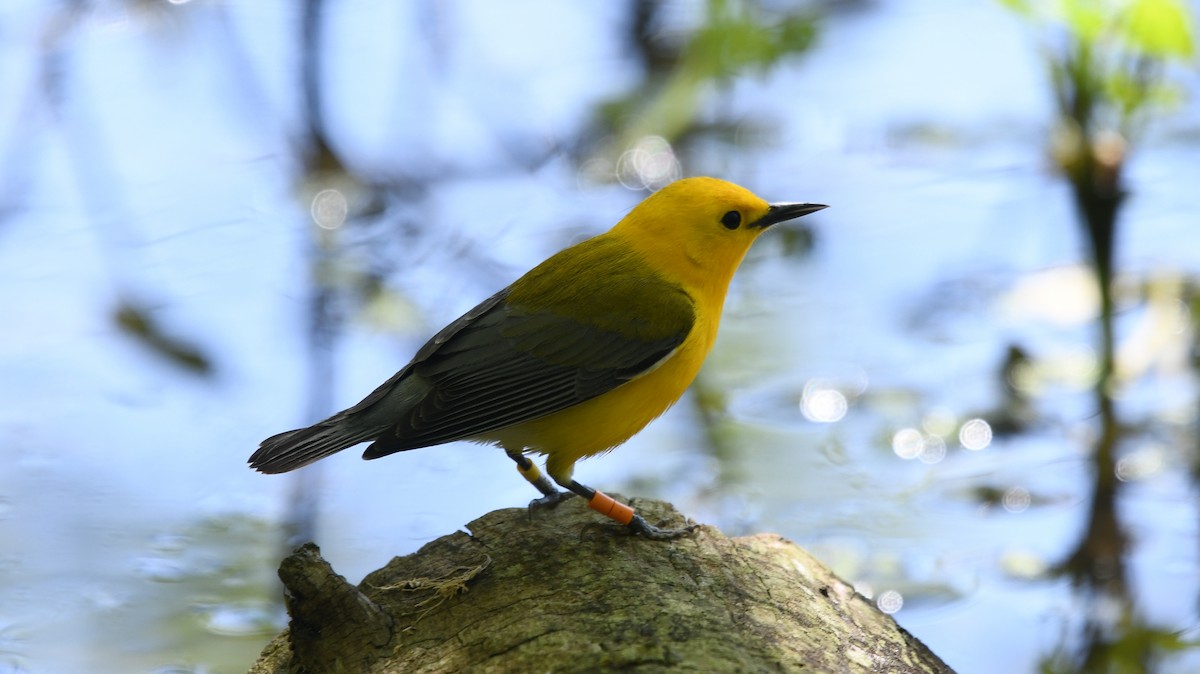 Prothonotary Warbler - ML234304751