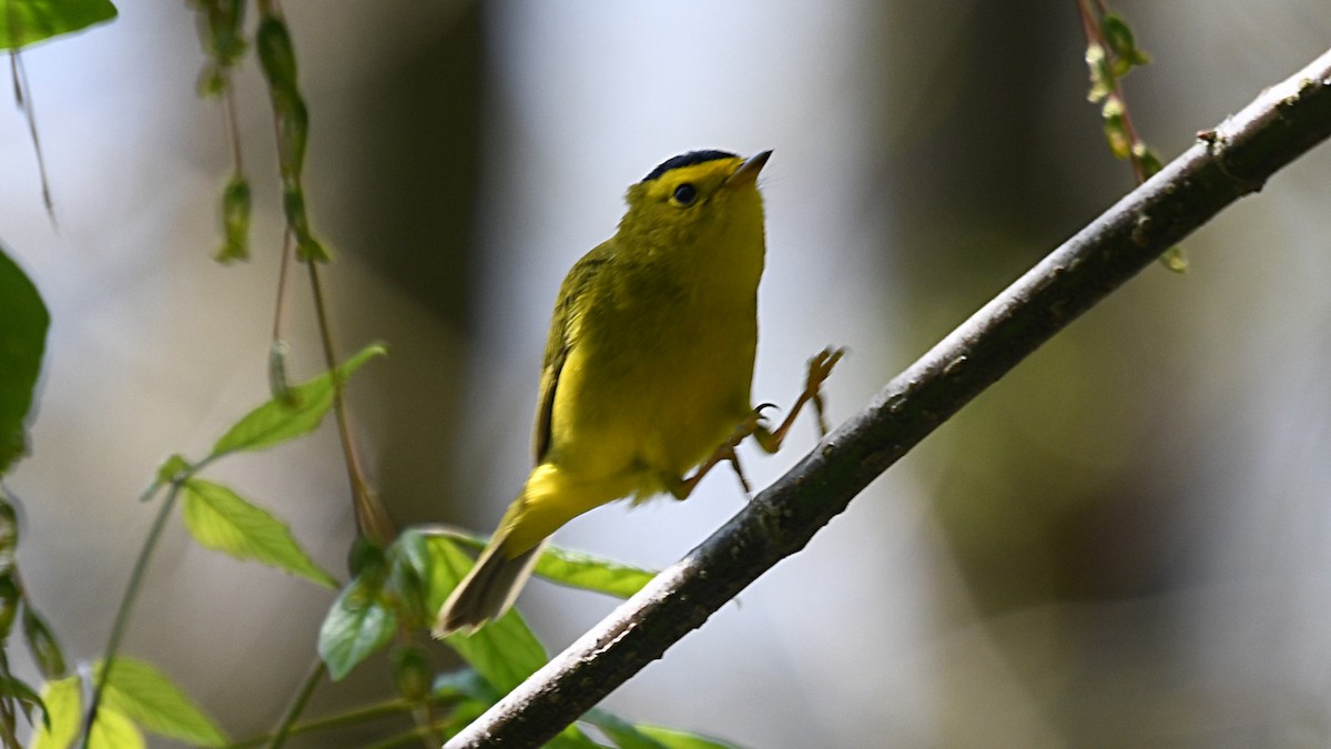 Wilson's Warbler - ML234304801