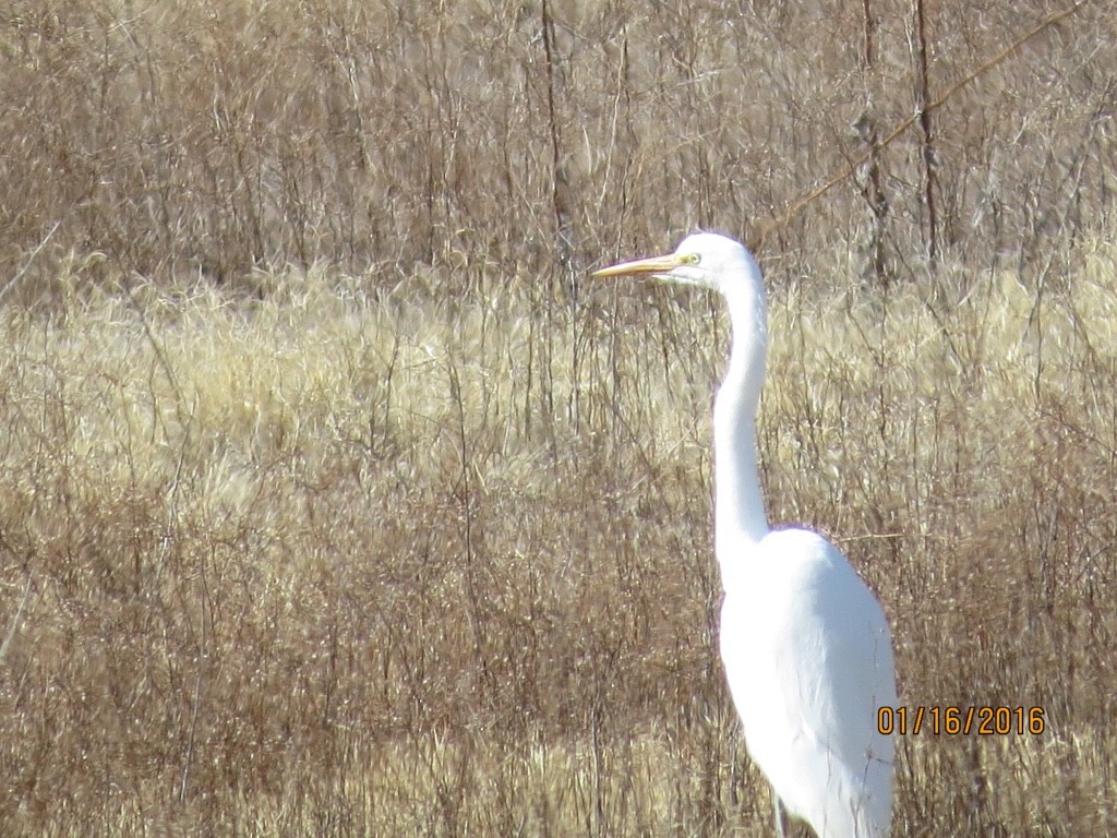 Grande Aigrette - ML23430661