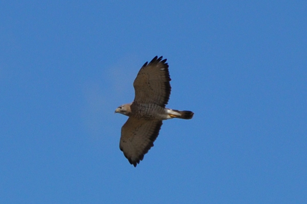 Broad-winged Hawk - ML234306981