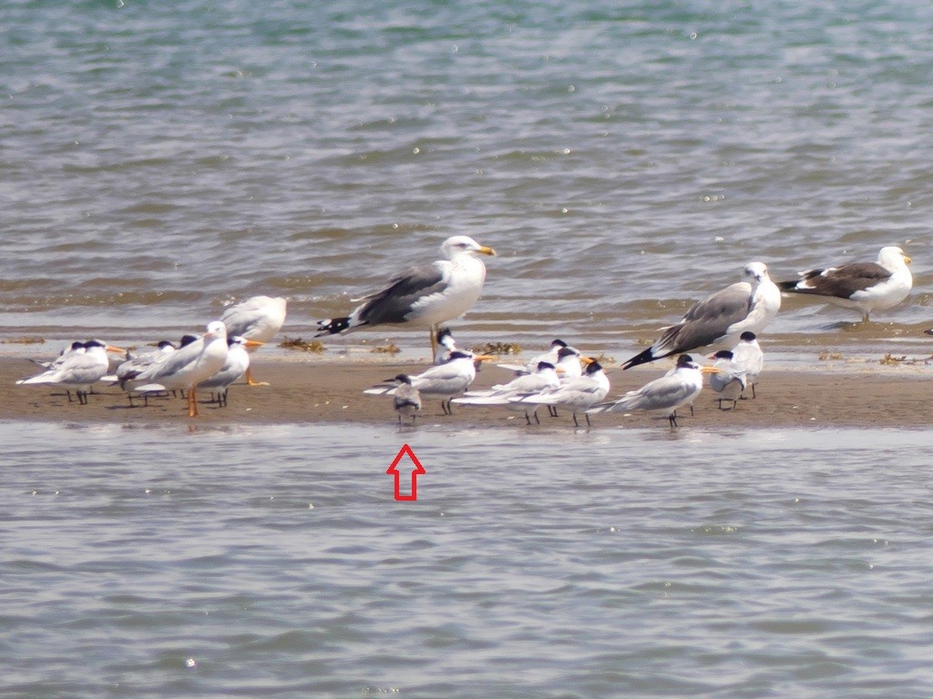 Bridled Tern - ML234307861