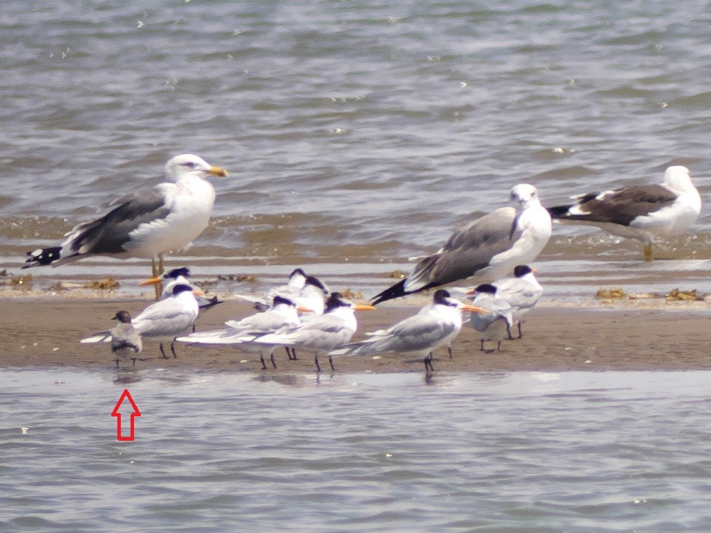 Bridled Tern - ML234307871