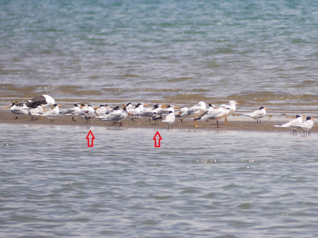 Bridled Tern - ML234307881