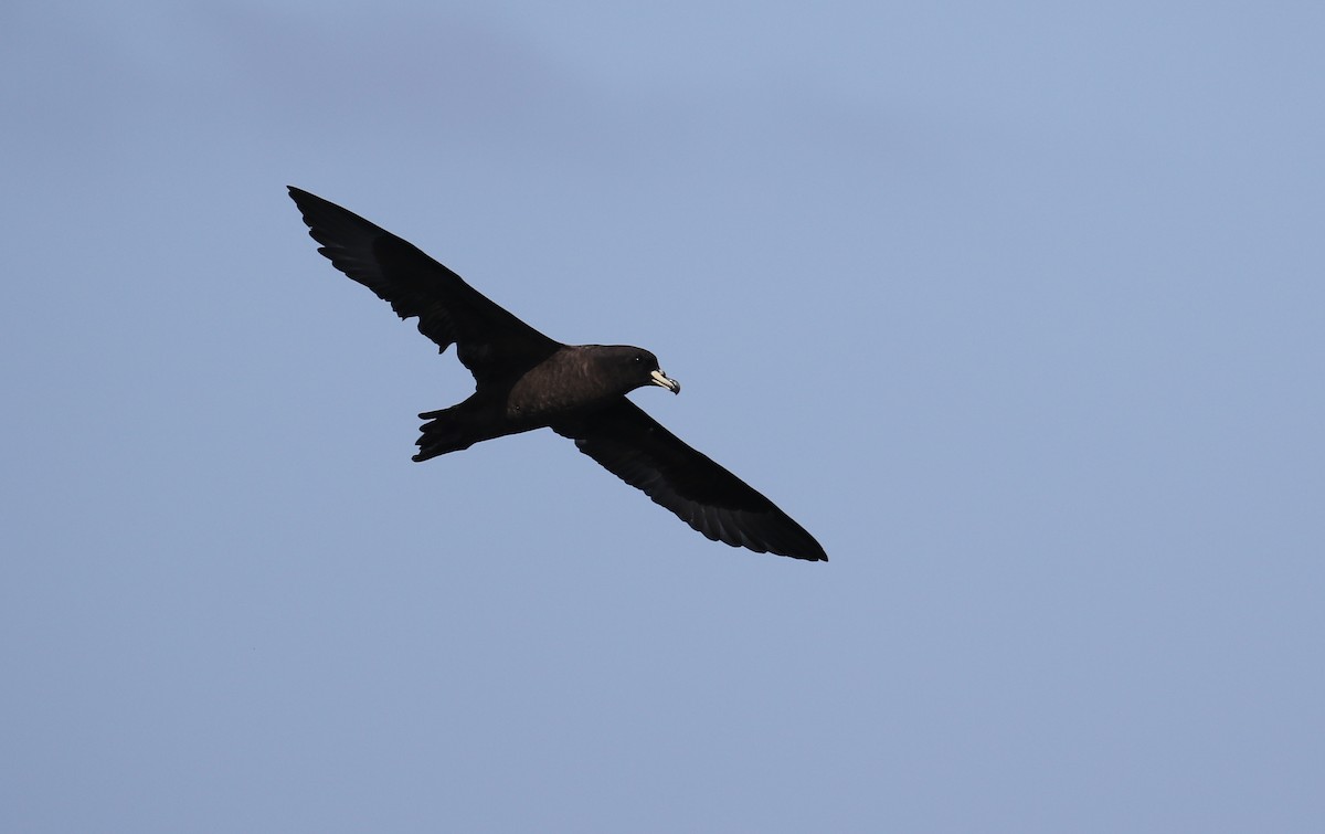 Westland Petrel - Thomas Galewski