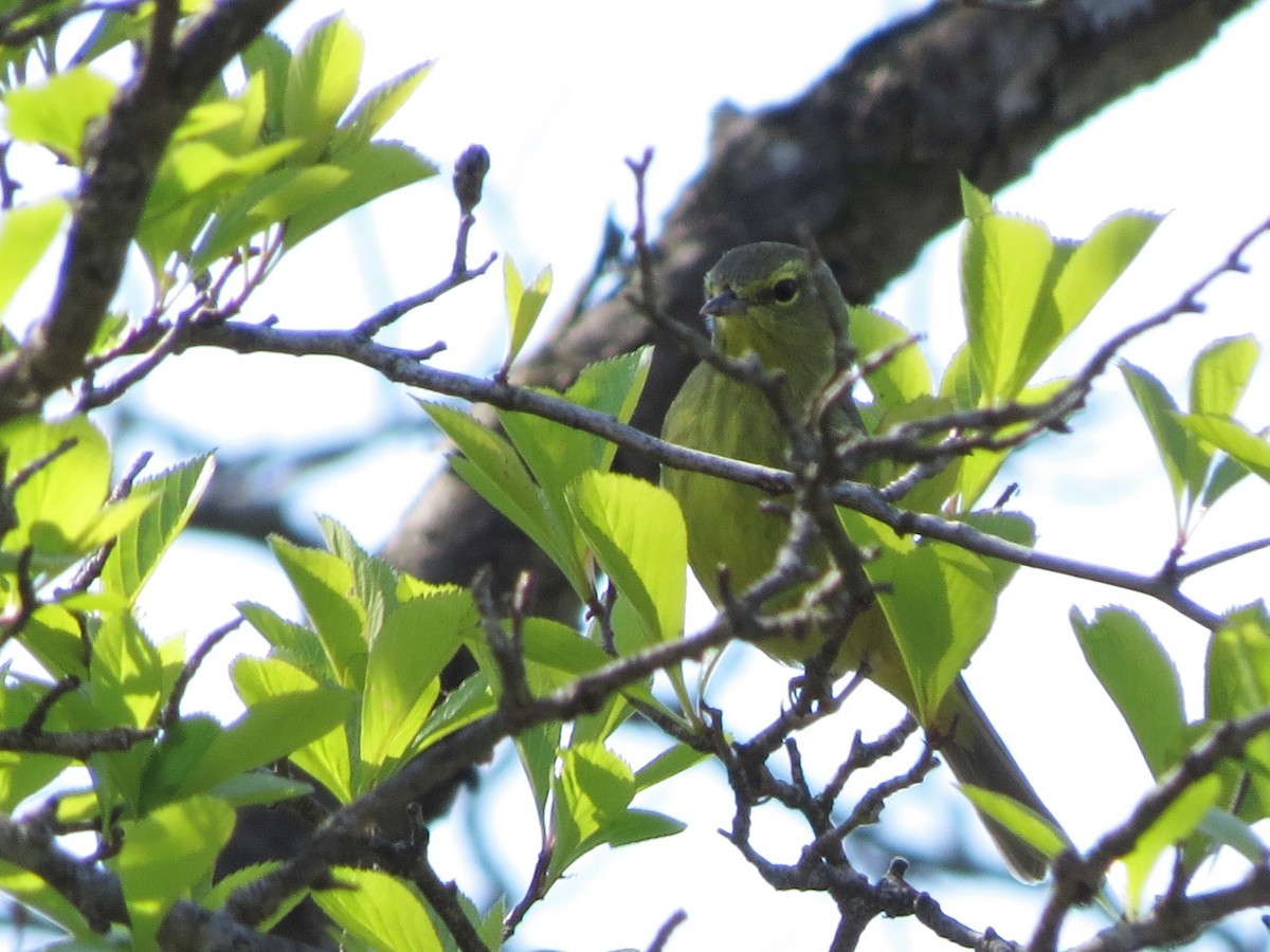 Orange-crowned Warbler - ML234308701