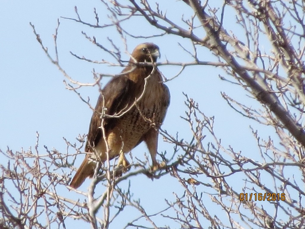 Red-tailed Hawk - ML23430901