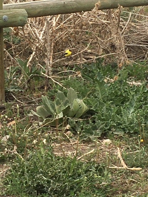 American Goldfinch - ML234311341