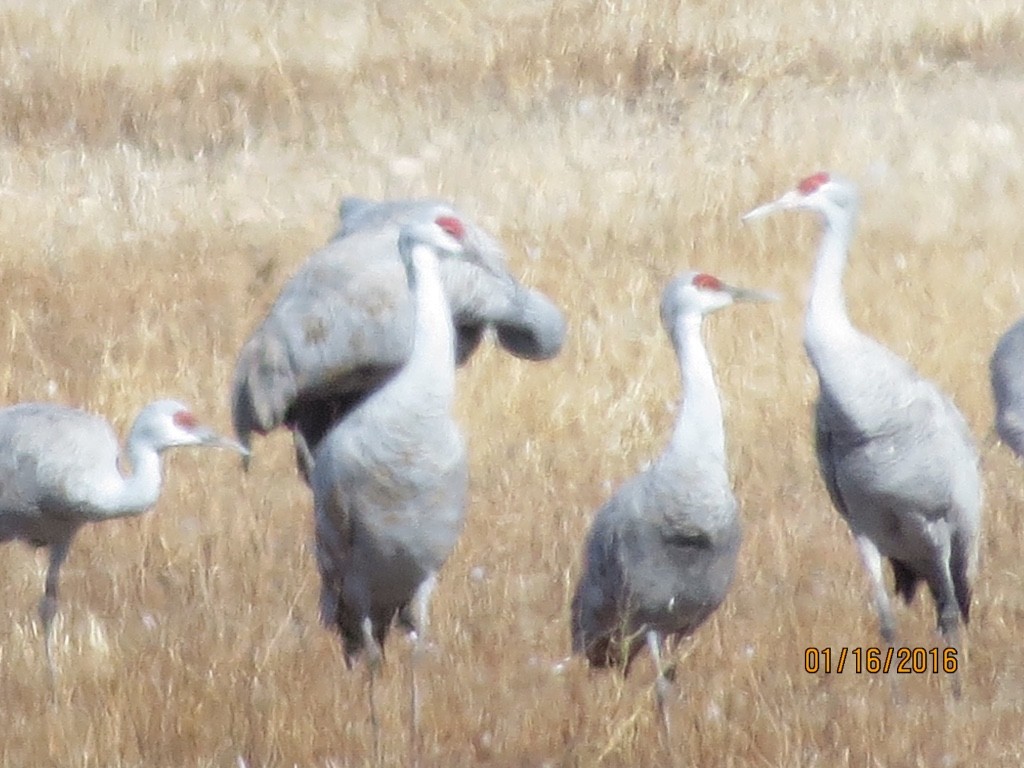 Grulla Canadiense - ML23431241