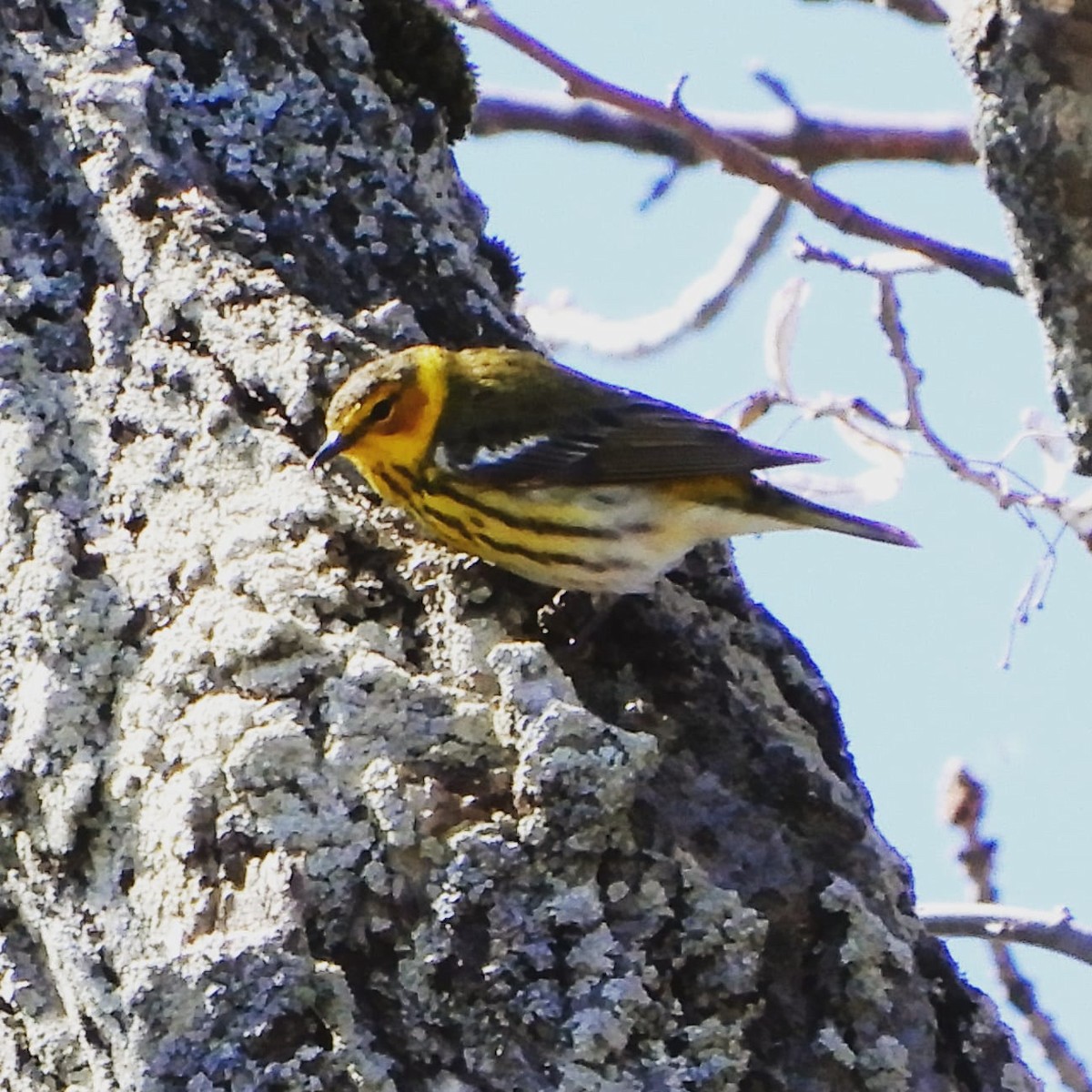 Cape May Warbler - ML234312711