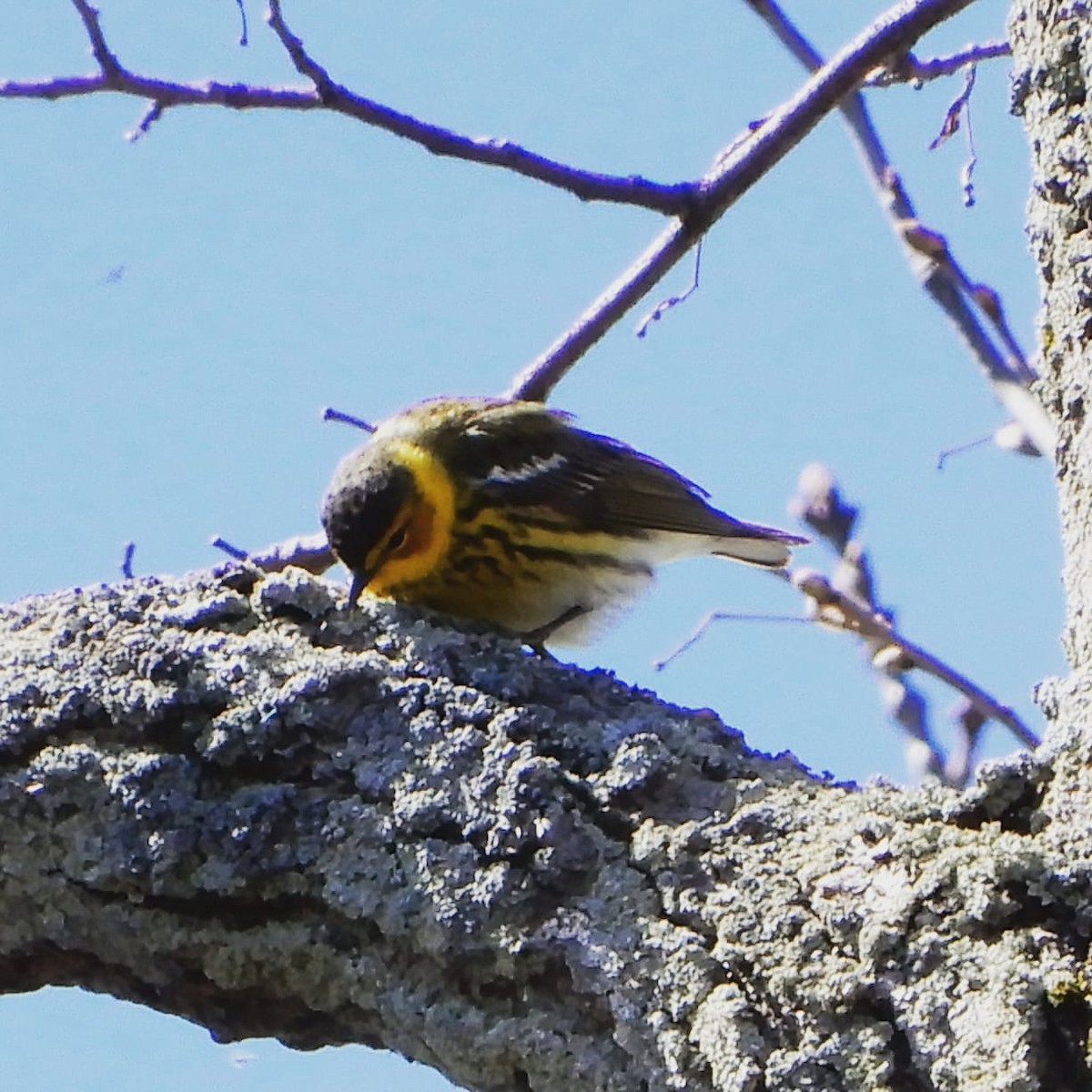 Cape May Warbler - ML234312761