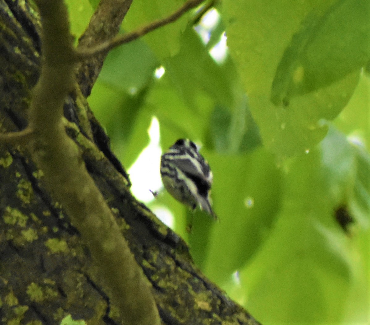 Black-and-white Warbler - ML234313001