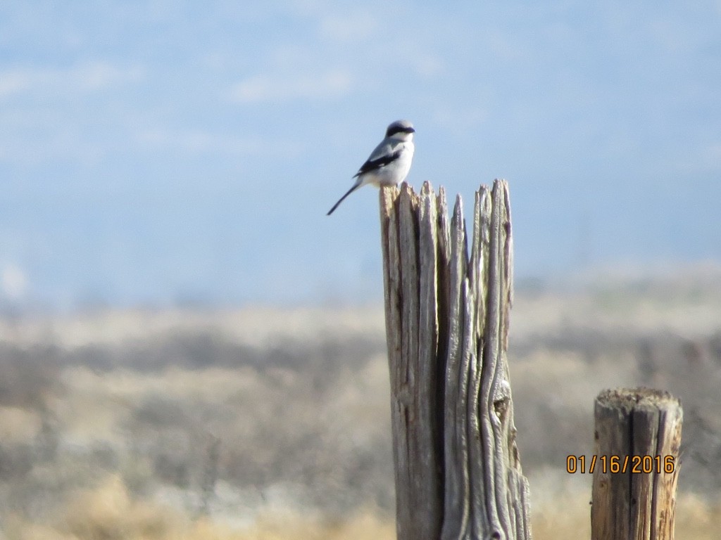 Loggerhead Shrike - ML23431321