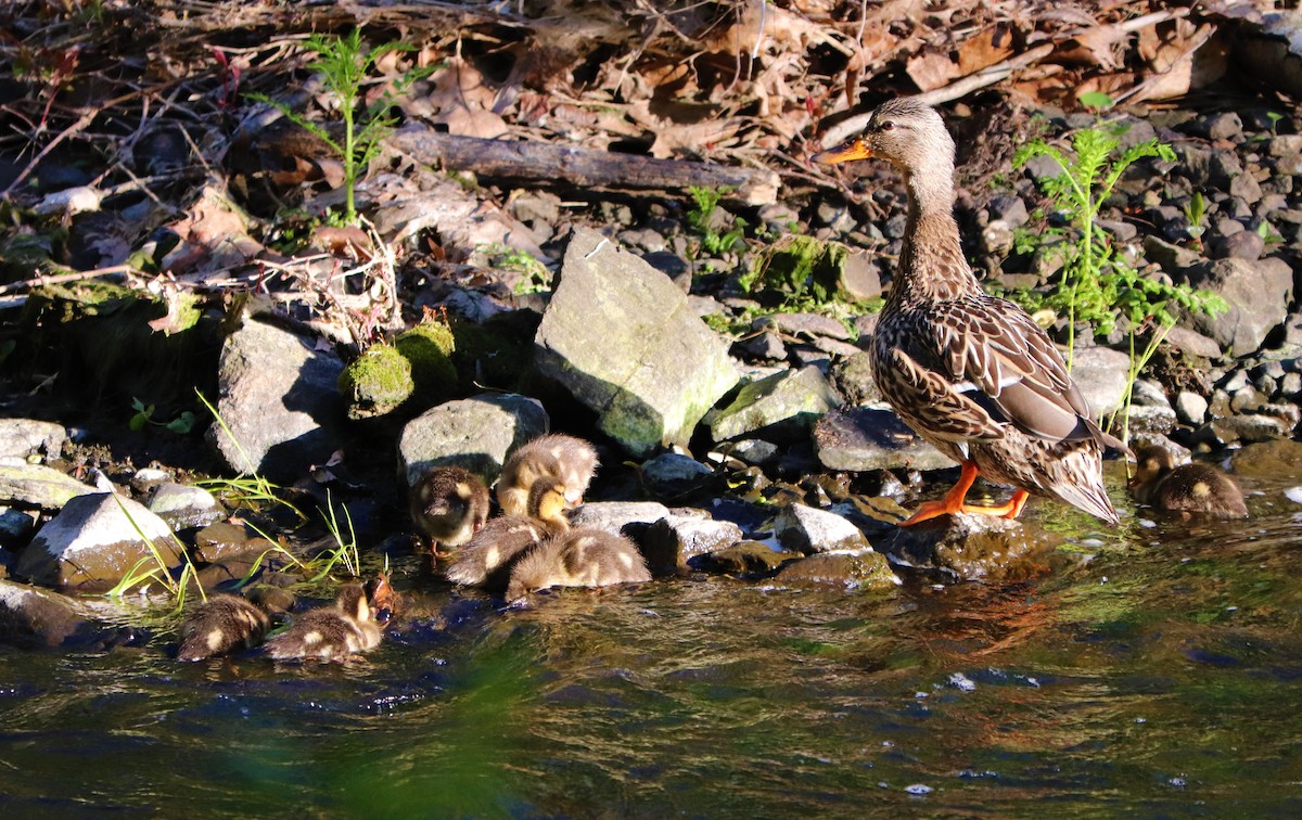 Canard colvert - ML234313451