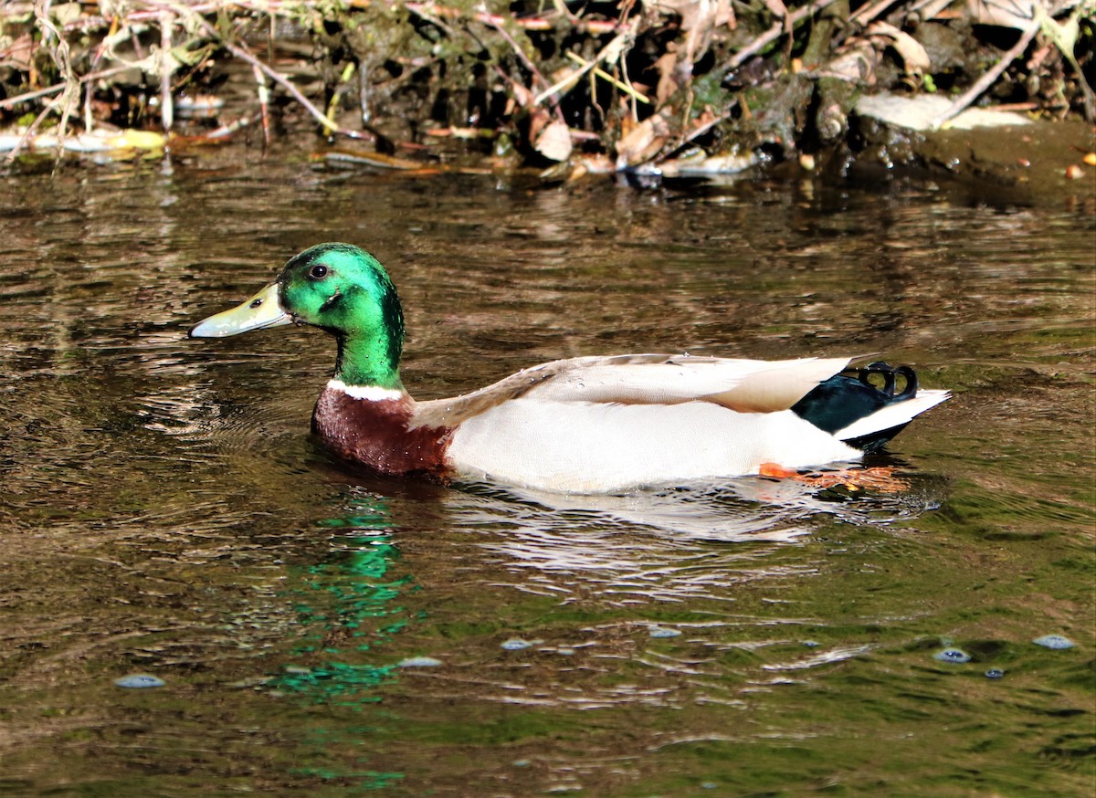 Mallard - ML234315011