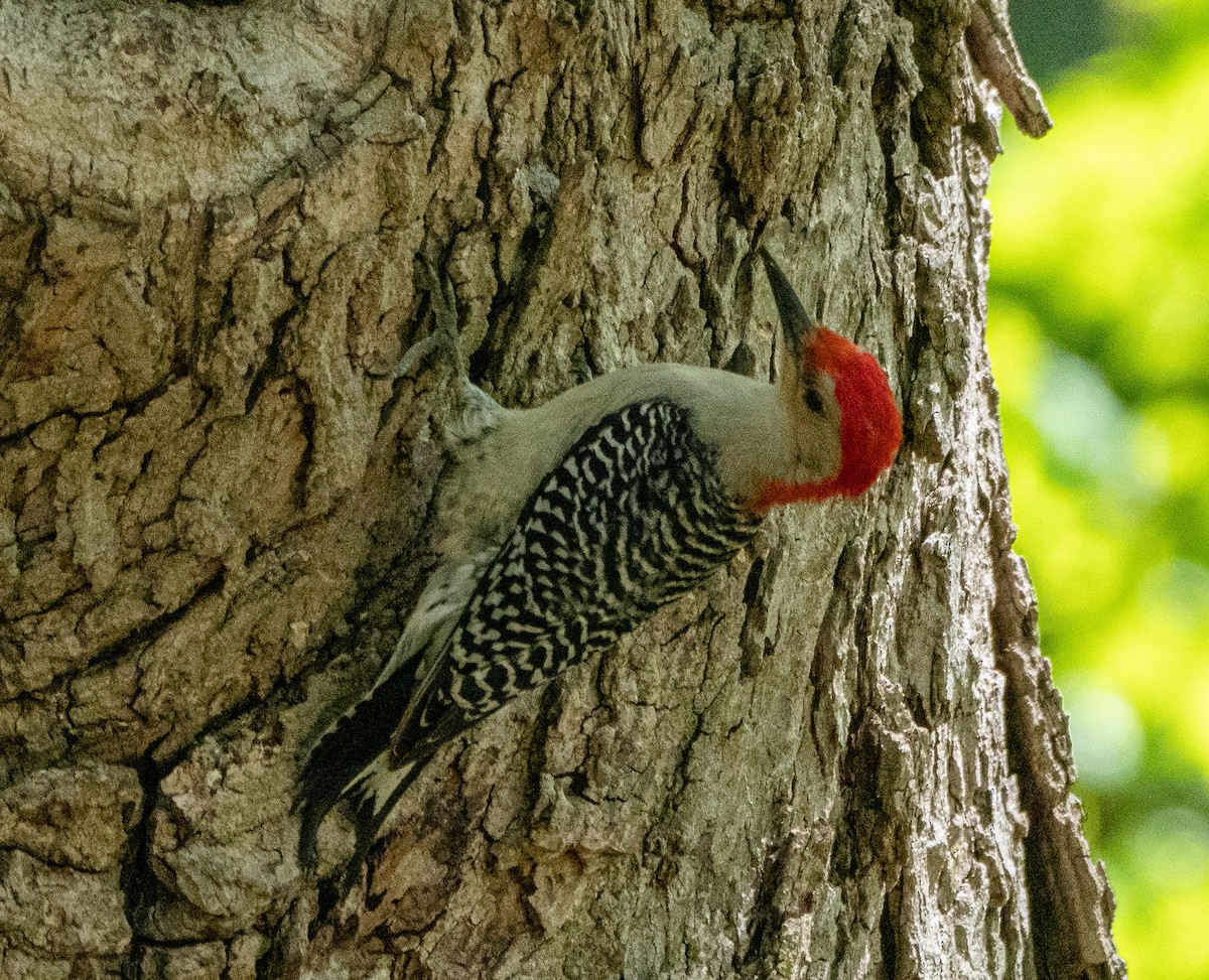 Red-bellied Woodpecker - ML234315351