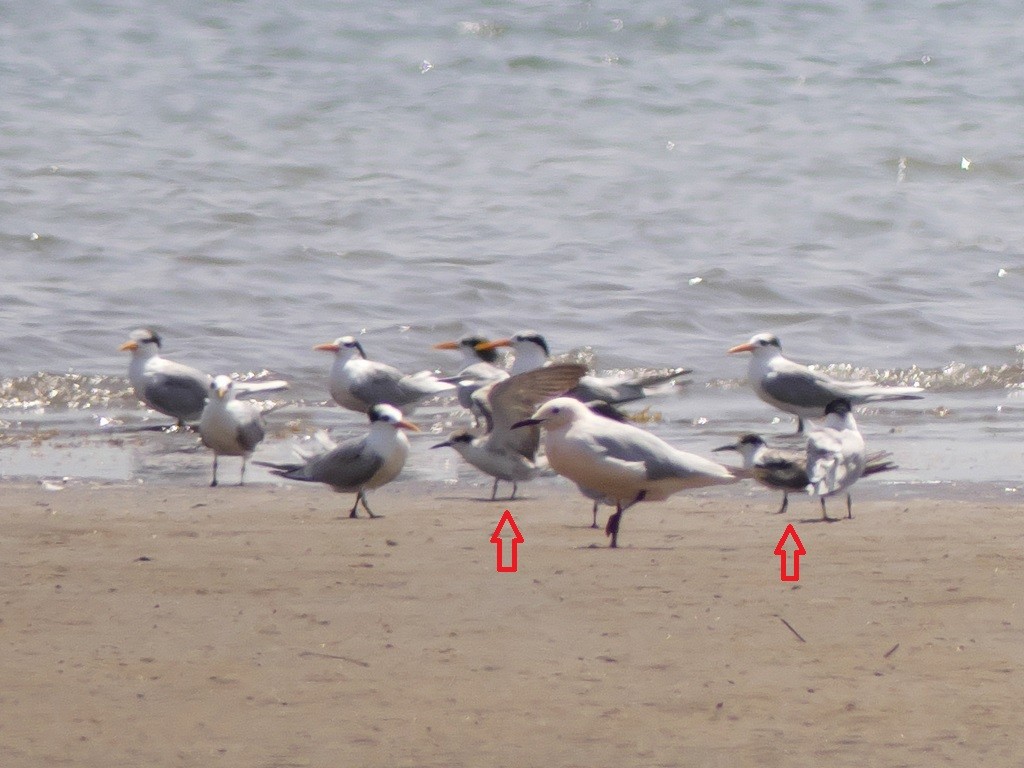 Bridled Tern - ML234315531