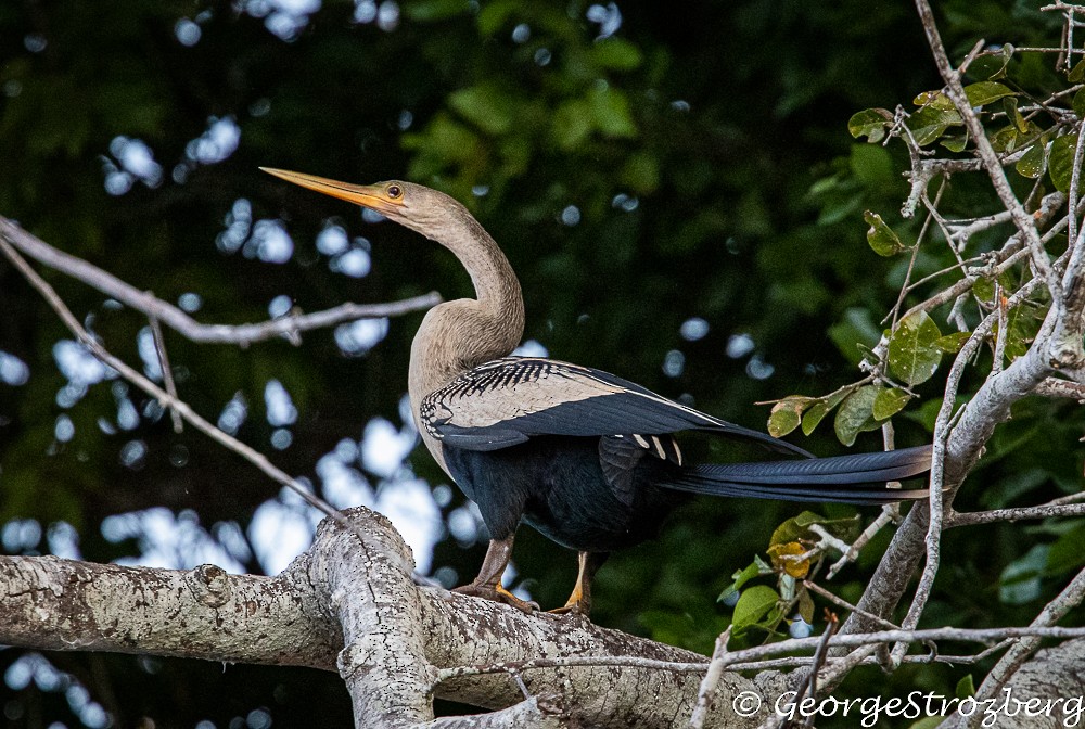 Anhinga d'Amérique - ML234315631