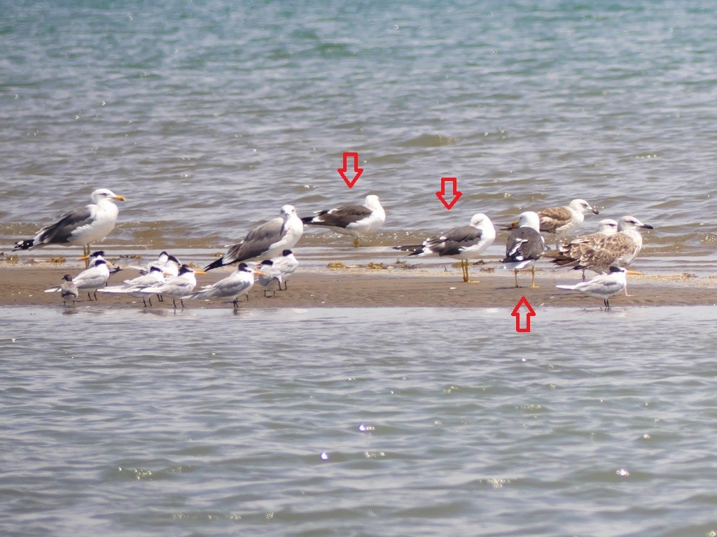 Lesser Black-backed Gull (fuscus) - ML234315771