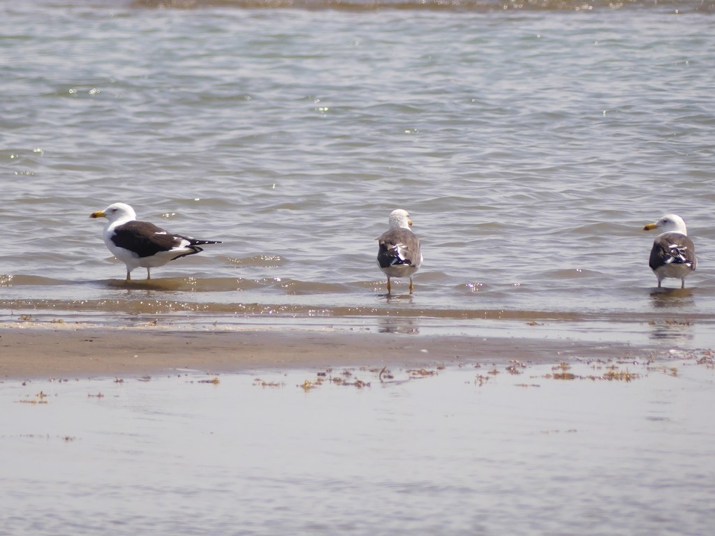 Lesser Black-backed Gull (fuscus) - Tommaso Renzulli