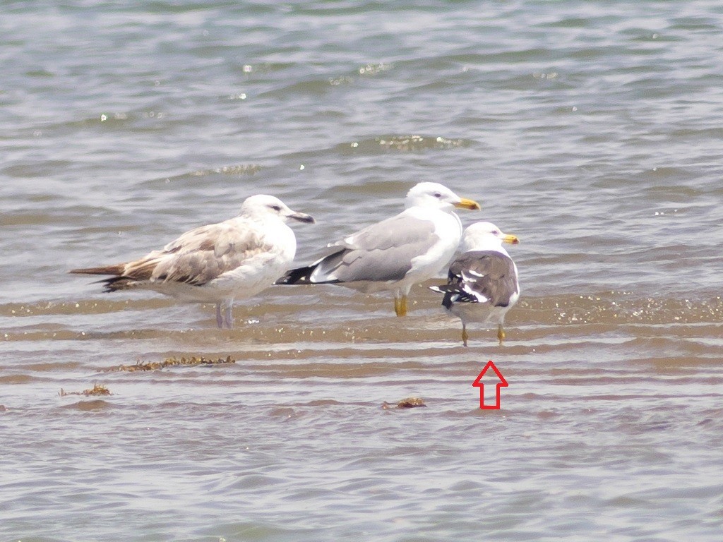 Lesser Black-backed Gull (fuscus) - ML234315791