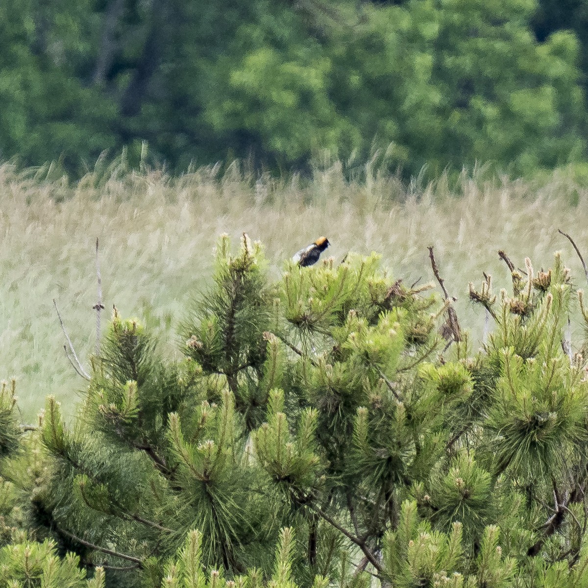 bobolink americký - ML234315811